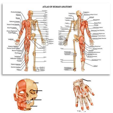 Atlas de Anatomía Humana | Arte en Lienzo - Science Factory ES