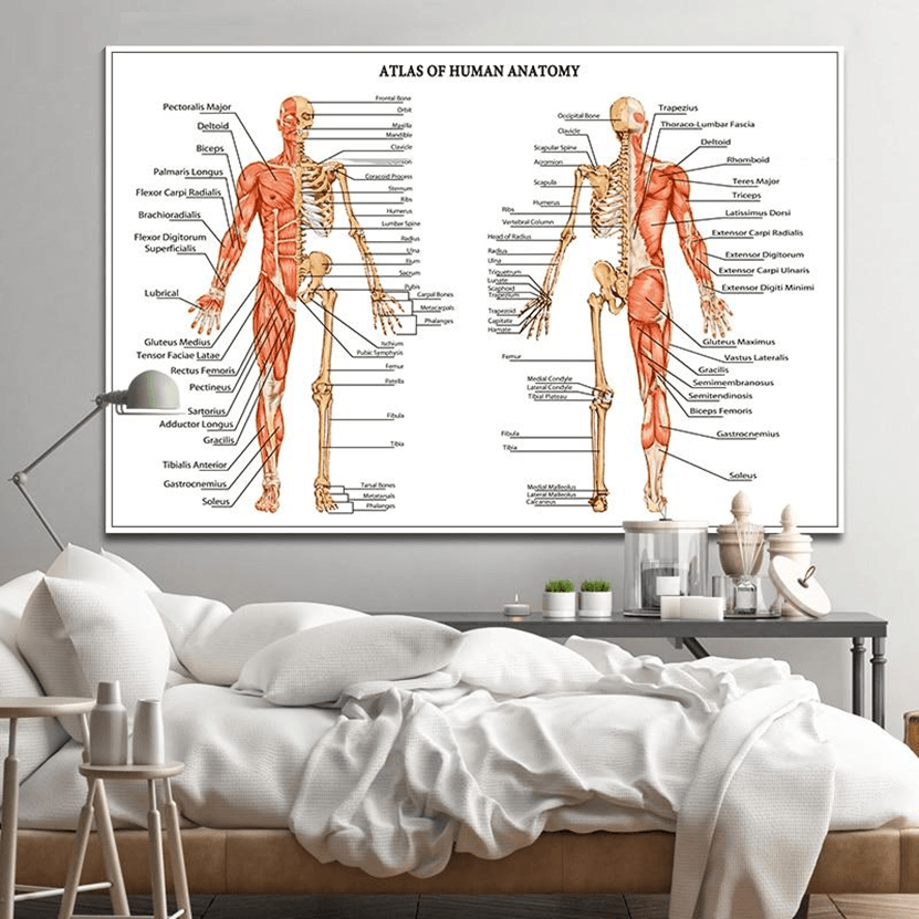 Atlas de Anatomía Humana | Arte en Lienzo - Science Factory ES